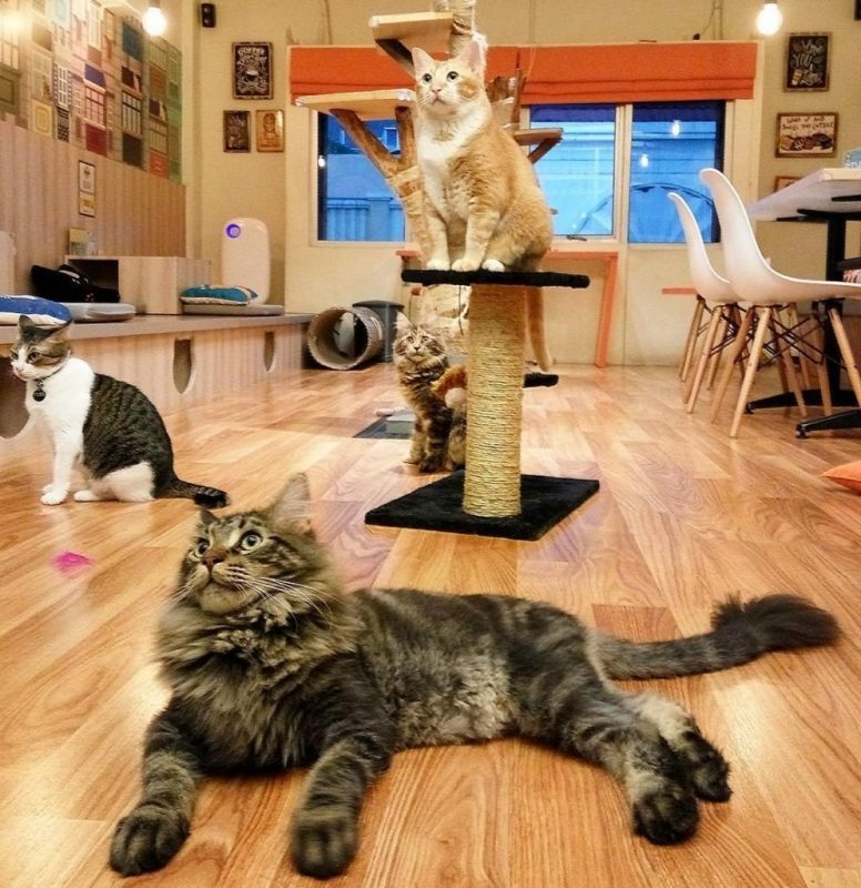 kafe kucing jakarta