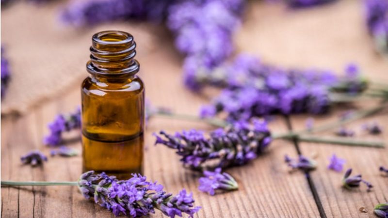 manfaat oil lavender young living